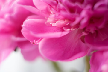 Pink peonies close-up on a white background. Macro photo. Selective focus.