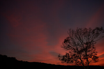 Tree and a colorful sunset