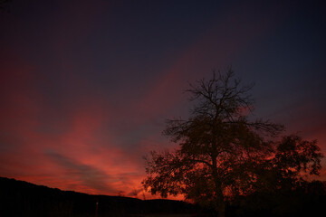 Obraz premium Tree and a colorful sunset