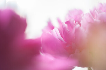 Pink peonies close-up on a white background. Macro photo. Selective focus.
