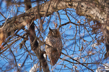 owl sitting on a branch