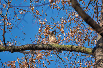bird on a branch