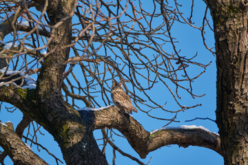 Fototapeta na wymiar owl sitting on a branch