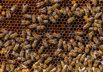 close up of a honeycomb filled with honey bees continuing to bring honey