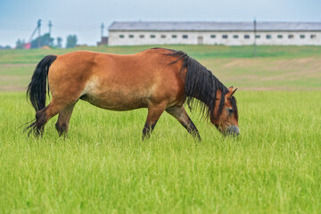 A lone horse grazes on a farm field. Photographed close-up.