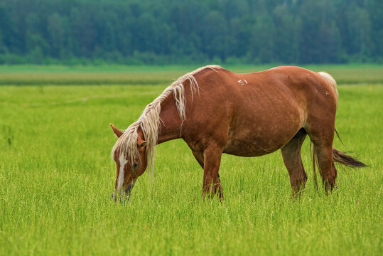A lone horse grazes on a farm field. Photographed close-up.