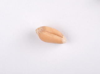 macro shot of a single flax seed on a white background