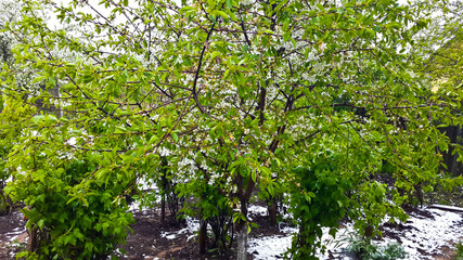 Fototapeta na wymiar snow on spring garden green closeup