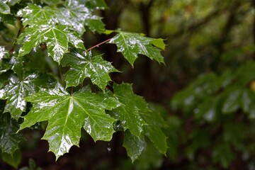 Wet maple leaves on a rainy day