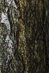 close-up of the rough bark of an tree trunk