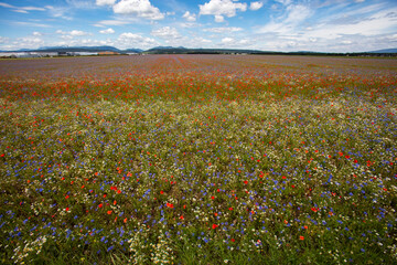 colorful filed of summer flowers