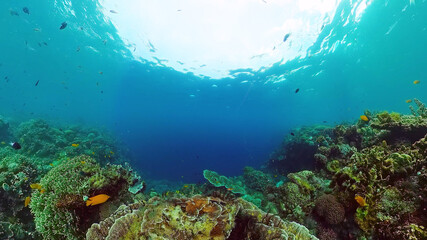 Beautiful underwater world with coral reef and tropical fishes. Panglao, Philippines. Travel vacation concept