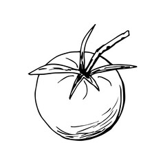 Hand-drawn simple vector illustration with black outline. Tomato, fresh organic vegetables, farm products, cultivation, summer harvest. For ketchup labels, salad ingredient, recipe, market, products.