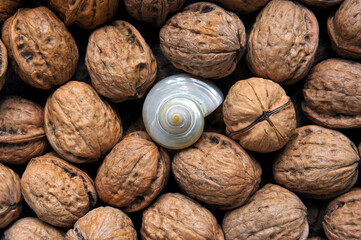 Diversità - Unicità - Diverso - Differente - Speciale