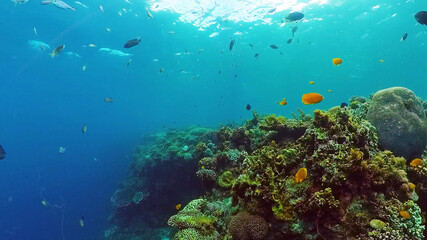 Underwater Scene Coral Reef. Tropical underwater sea fishes. Bohol, Philippines.