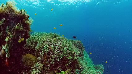 Tropical fishes and coral reef at diving. Underwater world with corals and tropical fishes....