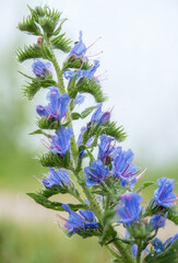 beautiful image of violet bell flower branch on isolated background. fine art concept of sensibility, fragile life, delicate nature.