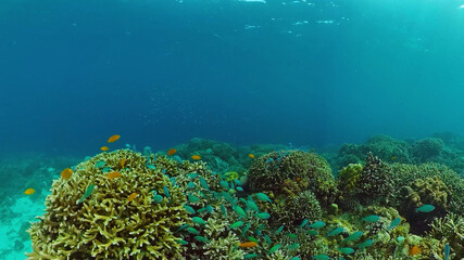 Naklejka na ściany i meble Tropical fishes and coral reef, underwater footage. Seascape under water. Panglao, Philippines.