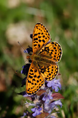 Obraz premium A Pearl-bordered Fritillary butterfly nectaring on blue Bugle flowers.