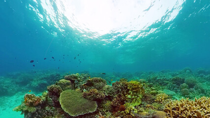 Coral reef underwater with tropical fish. Hard and soft corals, underwater landscape. Travel vacation concept. Panglao, Bohol, Philippines.