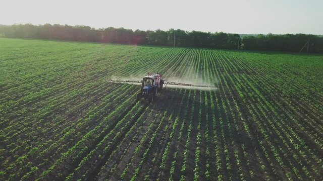Aerial view. The tractor sprinkles the field with a sunflower. The sprayer processes the pesticide plantation helianthus plantation 4k video.