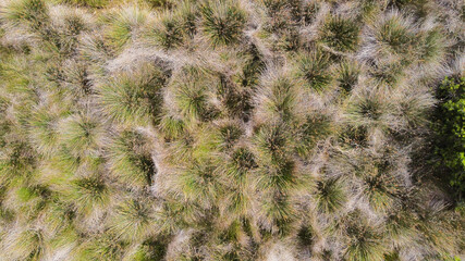 Aerial image of wild plants fron the island of Mallorca