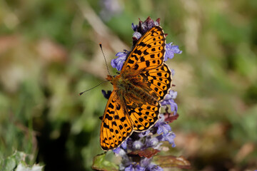 A Pearl-bordered Fritillary butterfly nectaring on blue Bugle flowers.