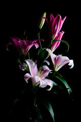 Natural flowers. Bouquet of beautiful white lilies on a black background. Color photo with flowers closeup.