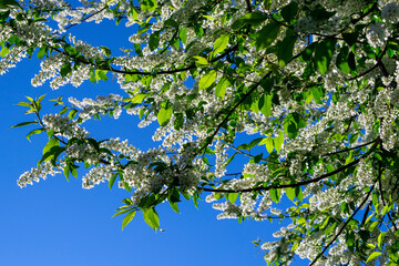 Blooming bird cherry branches against the blue sky