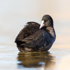 close-up black coot (fulica atra) grooming in water