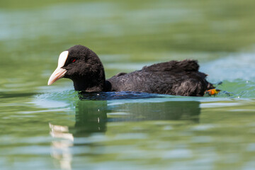 close-up black coot (fulica atra) swimming in green water