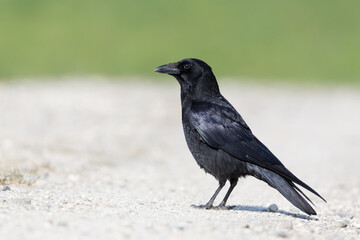 black raven (corvus corone) standing in ground in sunshine