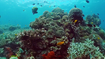 Fototapeta na wymiar Tropical fishes and coral reef at diving. Beautiful underwater world with corals and fish. Panglao, Bohol, Philippines.