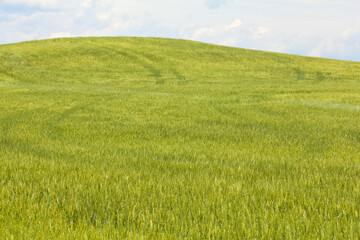 wheat field