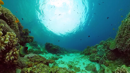 Tropical coral reef. Underwater fishes and corals.Philippines.