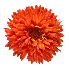 Orange chrysanthemum head flower isolated on white background. Creative autumn concept. Floral pattern, object. Flat lay, top view