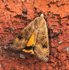 Lunar Yellow Underwing Moth Noctua orbona