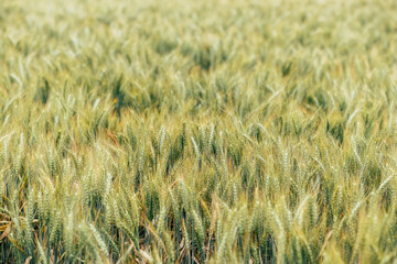 Champ de blé - Culture de céréales