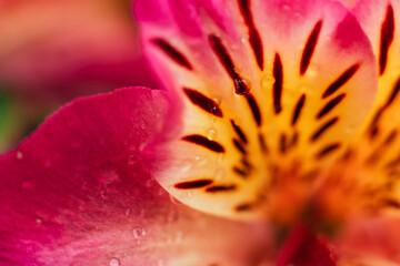 Gouttes de pluie sur les pétales d'une fleur colorée dans le jardin	