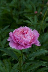 Flower peonies from the Garden of Eden. They have a divine aroma. They fascinate and inspire.