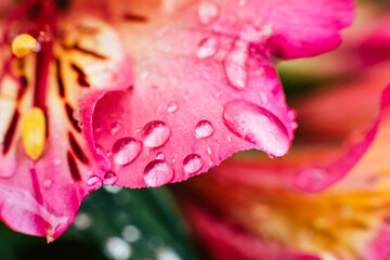 Gouttes de pluie sur les pétales d'une fleur colorée dans le jardin	