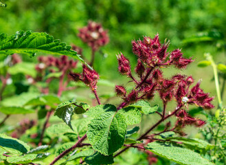 Beautiful wildflowers on a hike in Rock Ridge Park in York, PA