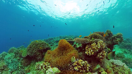 Obraz premium The underwater world of coral reef with fishes at diving. Coral garden under water. Panglao, Bohol, Philippines.