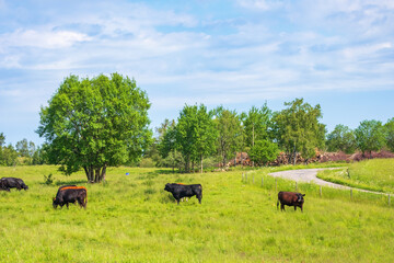 Cattles in a grass pasture in the summer