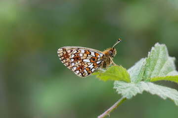 A Small Pearl-bordered Fritillary butterfly perched on a Bramble leaf