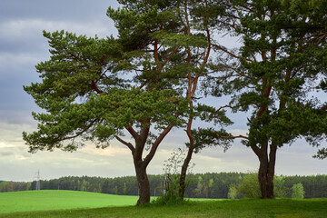 Fototapeta premium Pines on the background of a green field and a distant forest.