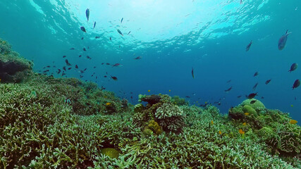 Fototapeta na wymiar Tropical fishes and coral reef, underwater footage. Seascape under water. Bohol, Philippines.