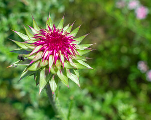 Beautiful wildflowers on a hike in Rock Ridge Park in York, PA