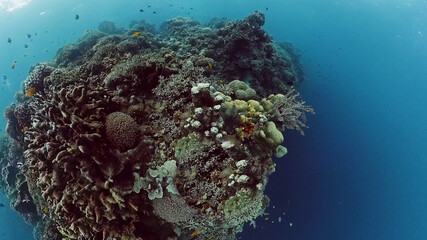Tropical Fish Corals Marine Reef. Underwater Sea Tropical Life. Tropical underwater sea fishes. Underwater fish reef marine. Tropical colorful underwater seascape. Panglao, Bohol, Philippines.