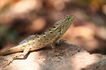 lizard on the stone
